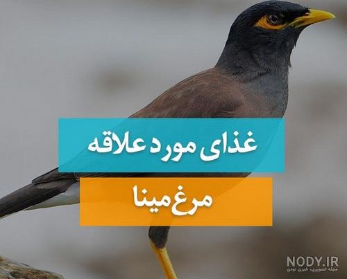 شناخت مرغ مینا از 0 تا 100 + [ پرورش پرنده مینا + عکس ]