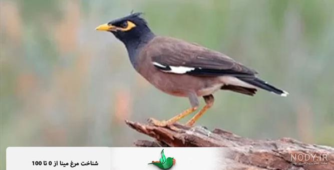 عکس پرنده مینا اصل عکس پرنده مینا اصل
