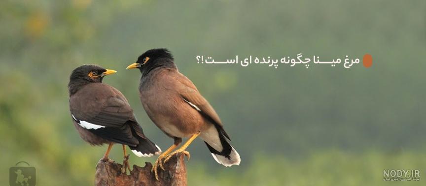 همه چیز درباره مرغ مینا سخنگو از رفتارشناسی تا نگهداری - مجله پت خرید همه چیز درباره مرغ مینا سخنگو از رفتارشناسی تا نگهداری - مجله پت خرید