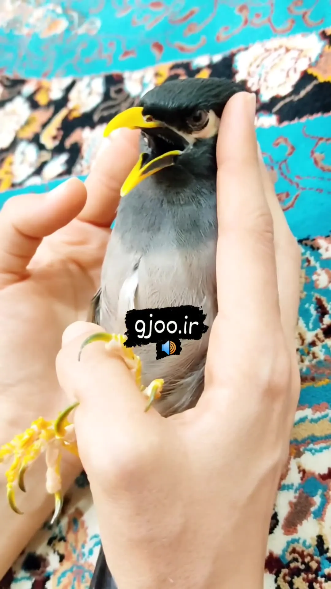 پرنده مرغ مینا + نگهداری، عمر، آموزش، رفتارشناسی و همه چیز درباره آن!! پرنده مرغ مینا + نگهداری، عمر، آموزش، رفتارشناسی و همه چیز درباره آن!!