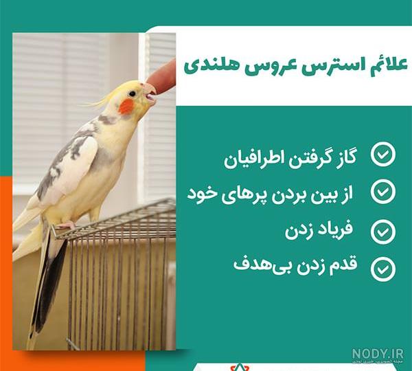 آموزش نحوه پوشیدن هودی پرنده