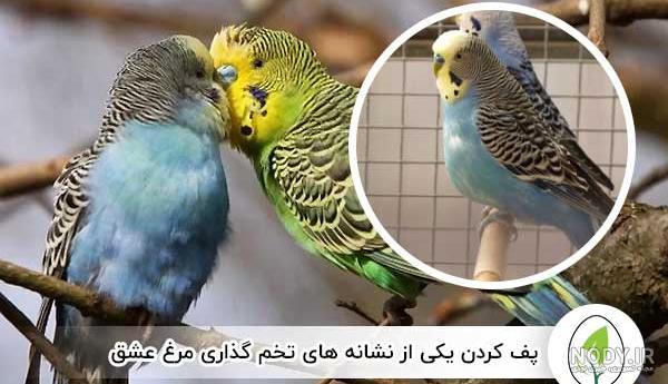 عکس تاب برای مرغ عشق