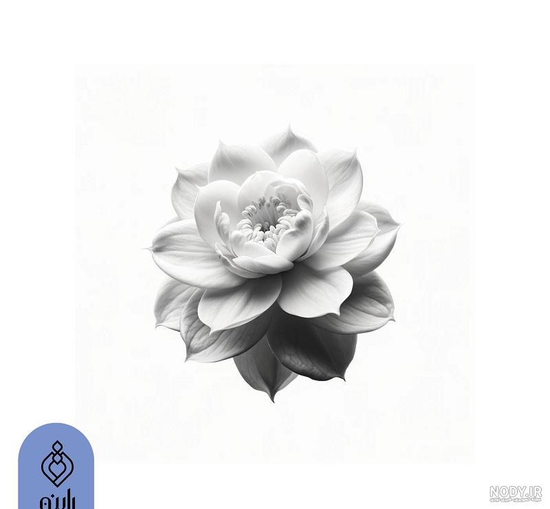 قیمت و خرید عطر گل یخ- بتی پرفیوم