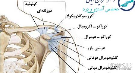 ترقوه :: Skiagraphy ترقوه :: Skiagraphy