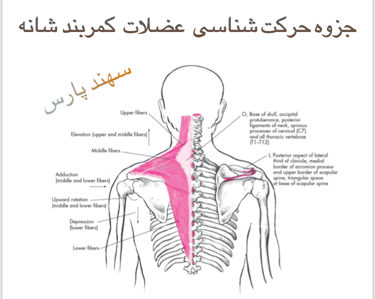 خرید و قیمت کمربند کار با استرپ شانه ای الاستیک CURED سایز XL از غرفه سپید تن پرنیان پویش خرید و قیمت کمربند کار با استرپ شانه ای الاستیک CURED سایز XL از غرفه سپید تن پرنیان پویش