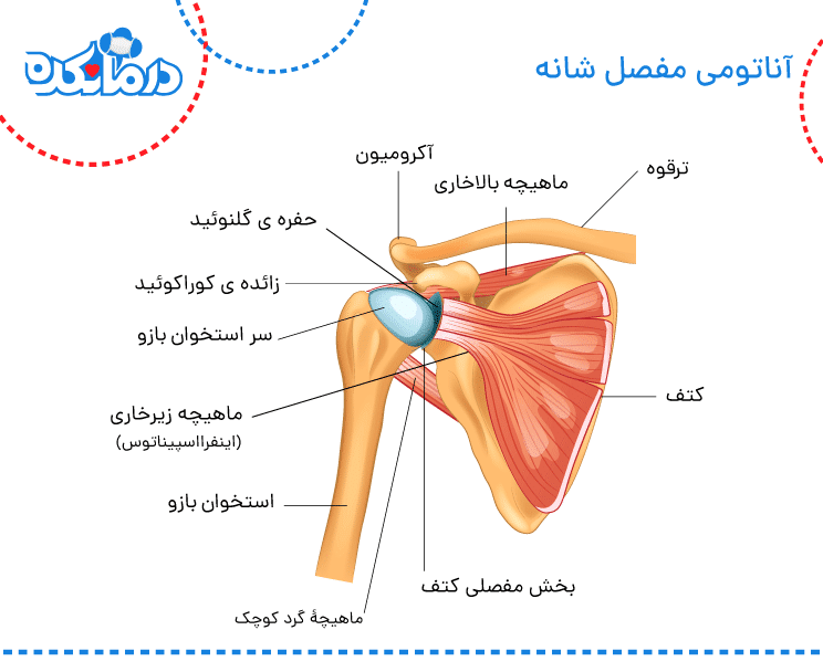 عضلات کمربند شانه (کتف) Shoulder gridle عضلات کمربند شانه (کتف) Shoulder gridle