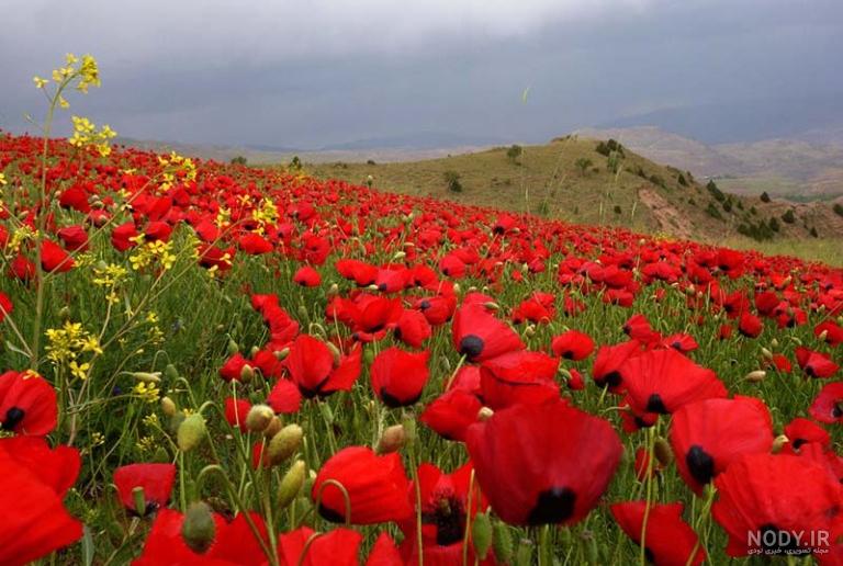 زیبا ترین دشت های ایران | جذاب ترین مقاصد طبیعت گردی ایران | مجله پته