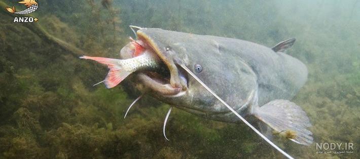 گربه ماهی اروپایی / European Catfish / Silurus glanis گربه ماهی اروپایی / European Catfish / Silurus glanis