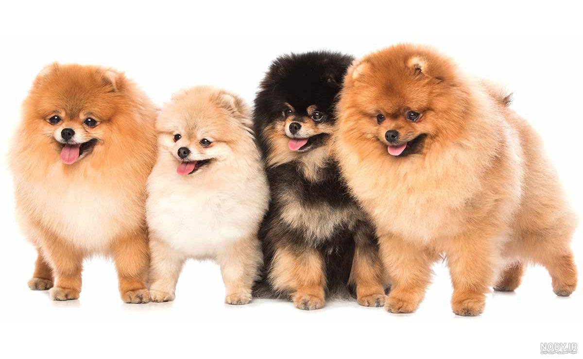 🐾 نژاد:شیتزو کراس🐶