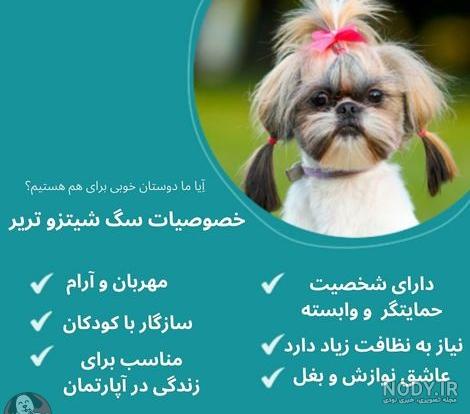 تربیت سگ بین ۲ تا ۵ ماهگی-@ITPetnet