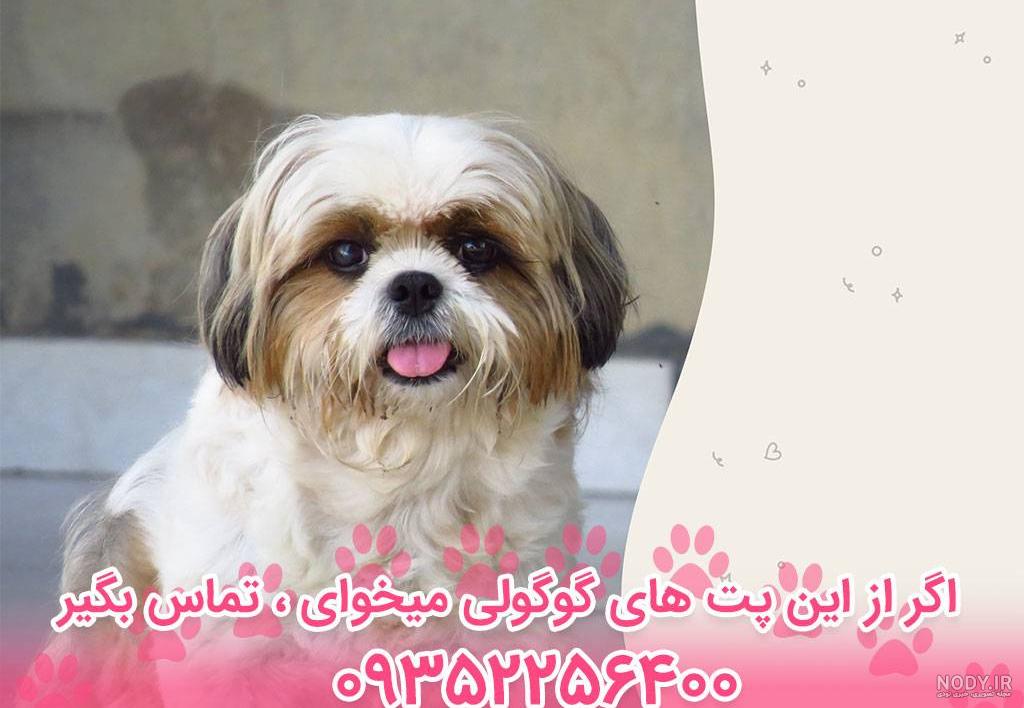دانلود عکس از سگ ایرانی نژاد سرابی گنده با کیفیت اچ دی دانلود عکس از سگ ایرانی نژاد سرابی گنده با کیفیت اچ دی