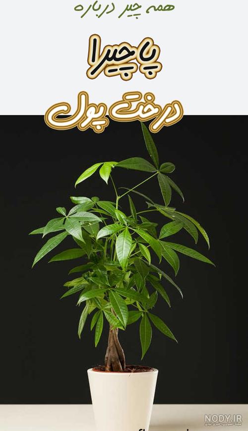 دانلود عکس گل پاچیرا دانلود عکس گل پاچیرا