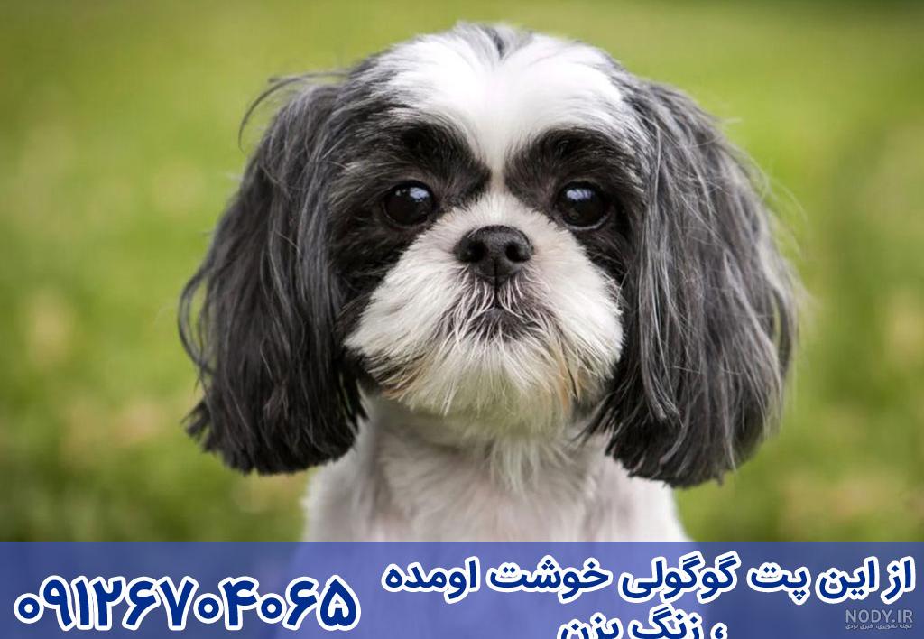 عکس از سگ نژاد شیتزو عکس از سگ نژاد شیتزو