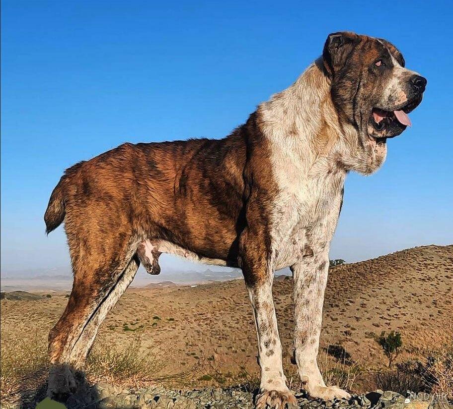 عکس توله سگ افغان