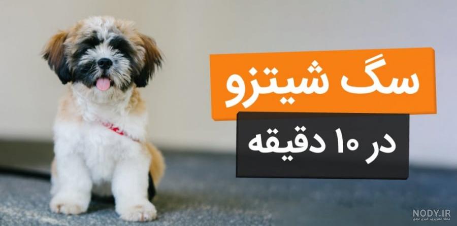 عکس سگ شیتزو اشپیتز