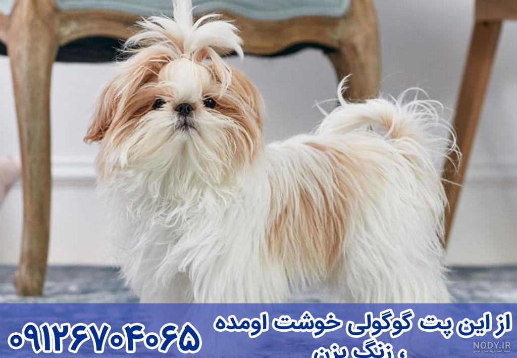 عکس سگ شیتزو تریر ماده