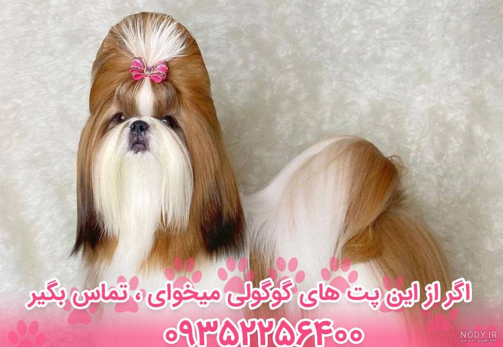 عکس سگ شیتزو کراس