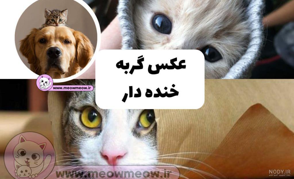 عکس سگ و گربه های خوشگل