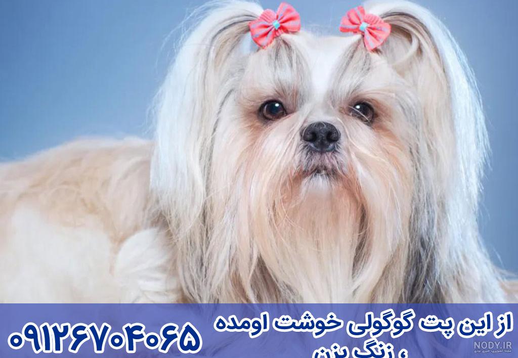عکس شیتزو مالتیز عکس شیتزو مالتیز