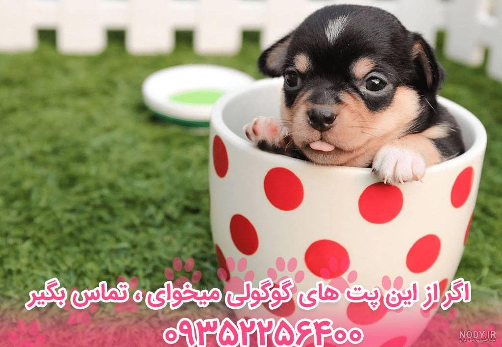 عکس و ویدیو 7 نژاد سگ جیبی (قیمت و خرید سگ جیبی) عکس و ویدیو 7 نژاد سگ جیبی (قیمت و خرید سگ جیبی)