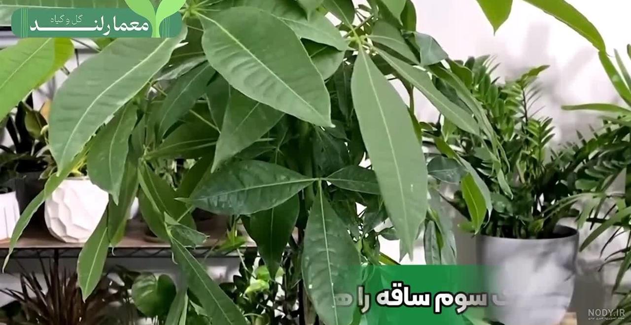 عکس گل پاچیرا - عکس نودی عکس گل پاچیرا - عکس نودی