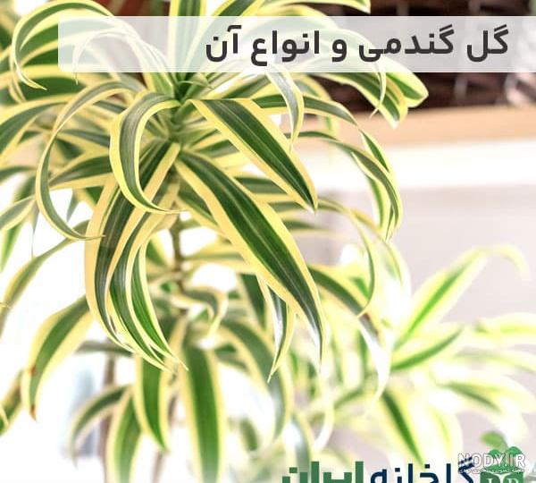 عکس گیاه عنکبوتی