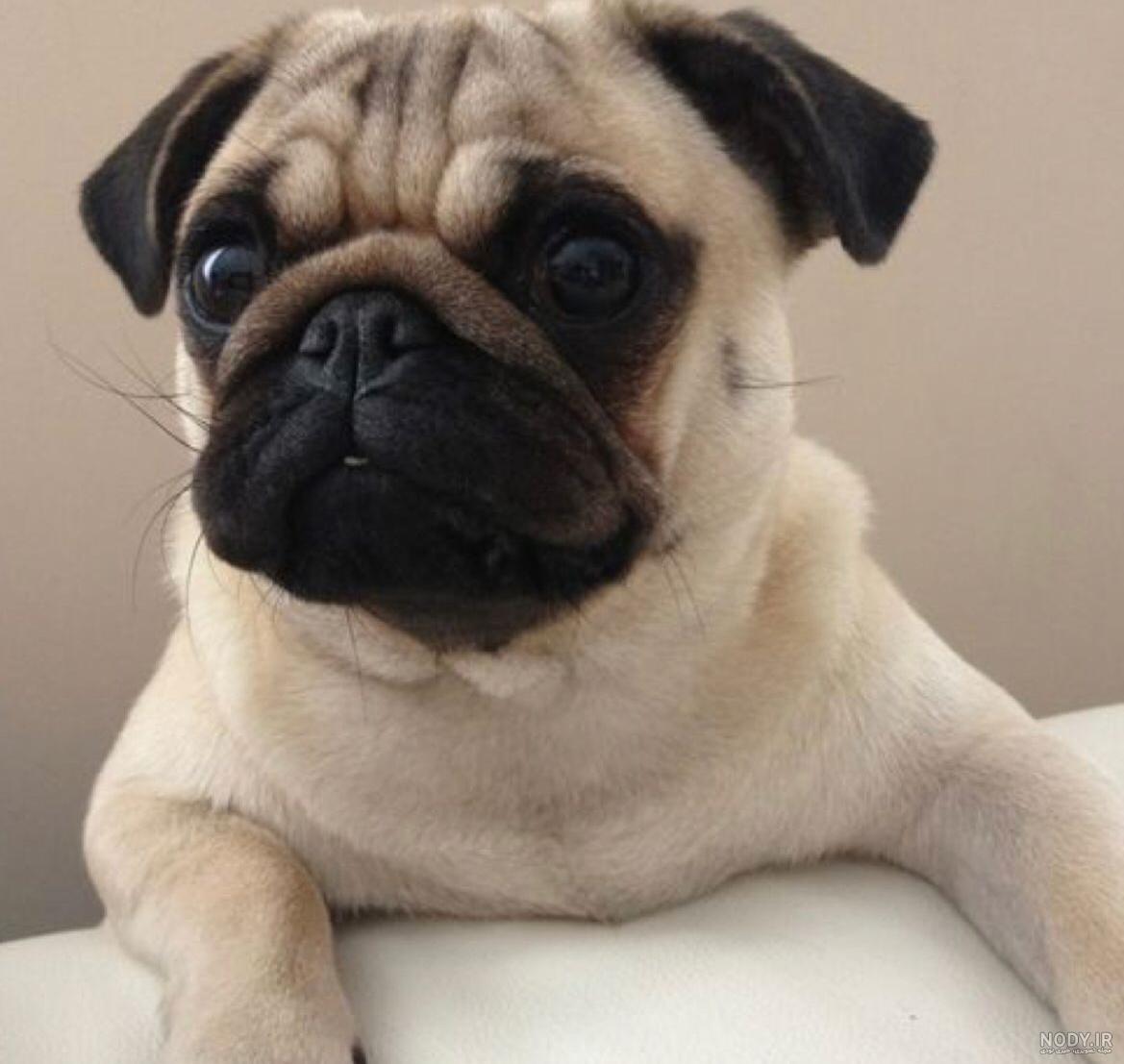 قیمت و خرید نژاد سگ پاگ | Pug قیمت و خرید نژاد سگ پاگ | Pug