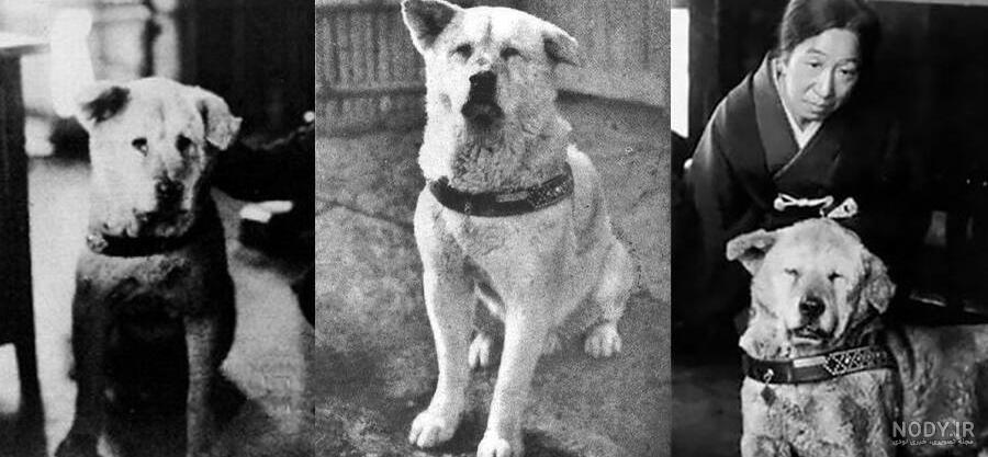 مشخصات کامل، قیمت و خرید نژاد سگ آکیتا (Akita) | پت راید