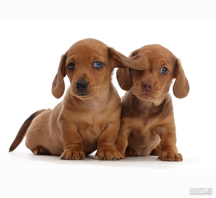 مشخصات کامل، قیمت و خرید نژاد سگ داشهوند (Dachshund) | پت راید مشخصات کامل، قیمت و خرید نژاد سگ داشهوند (Dachshund) | پت راید