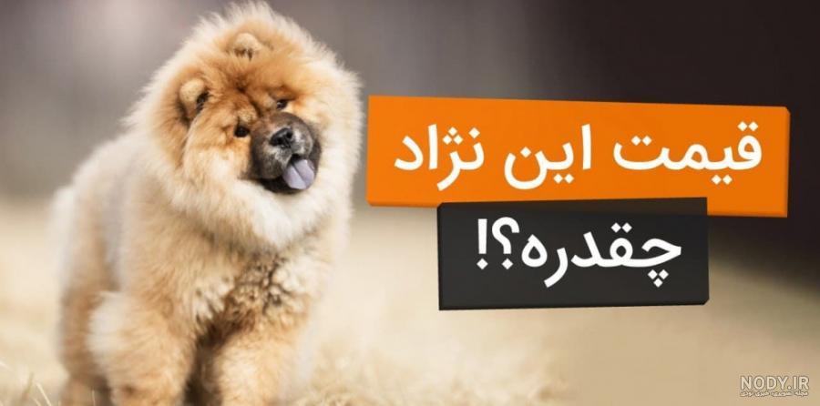 مشخصات کامل، قیمت و خرید نژاد سگ شیتزو (Shih Tzu) | پت راید مشخصات کامل، قیمت و خرید نژاد سگ شیتزو (Shih Tzu) | پت راید