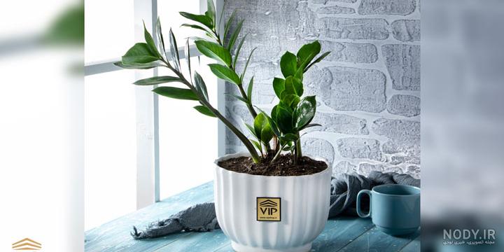 معرفی و نگهداری زاموفیلیا (zz plant) در خانه با رشد انفجاری | گل من و تو