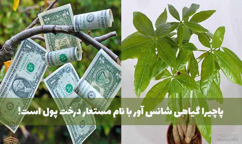معرفی گیاه پاچیرا یا درخت پول معرفی گیاه پاچیرا یا درخت پول