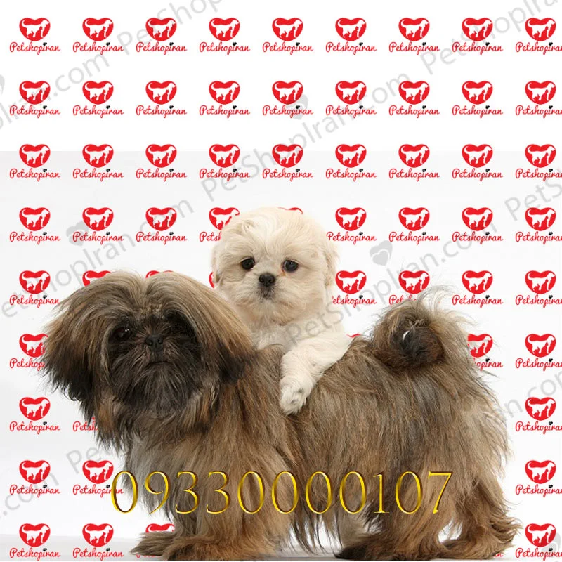 مقایسه سگ پامرانین با شیتزو | سگ پامرانین بهتر است یا شیتزو؟ - Happypet