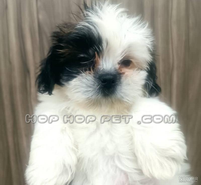 نژاد سگ شیتزو عروسکی (سوپر فلت) Shih Tzu – سایت پامرانین نژاد سگ شیتزو عروسکی (سوپر فلت) Shih Tzu – سایت پامرانین
