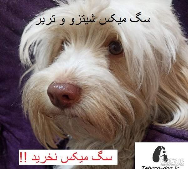 پامرانین _ سگ آپارتمانی‎ | ‎میکس پامرانین و شیتزو جنسیت ماده برای اطلاعات  بیشتر دایرکت ..‎ | Instagram
