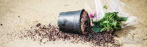گل سرخ عزیز من به هر گلخانه ای باشی بدان رویای یک گلدان همیشه با تو خواهد  بود - ویرگول