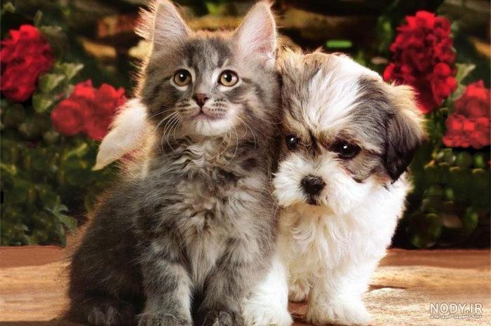 ۴۰ عکس گربه کیوت و ملوس ۱۴۰۳ برای پروفایل و عکس گربه باکیفیت برای بکگراند و