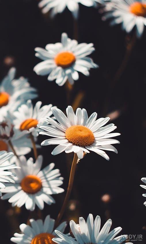 عکس برای پروفایل روبیکا زیبا