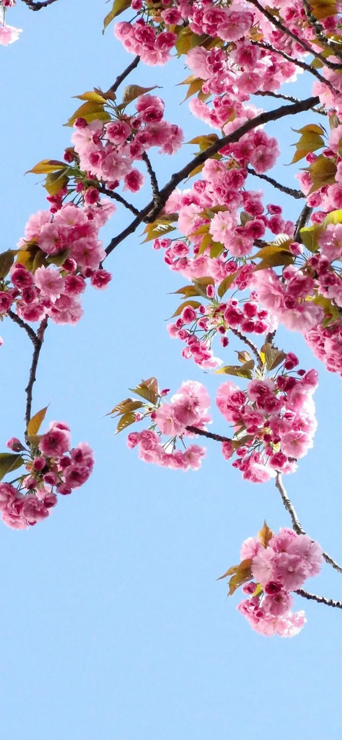 عکس طبیعت بهاری برای پروفایل عکس طبیعت بهاری برای پروفایل