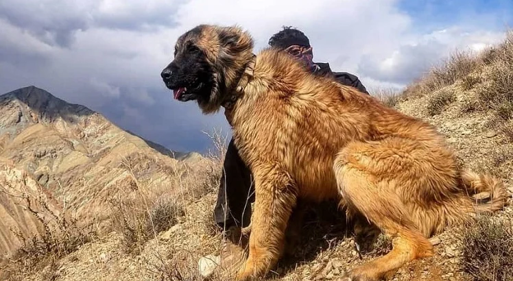 سگ سرابی پادشاه ایرانی/ قوی ترین نژادهای سگ