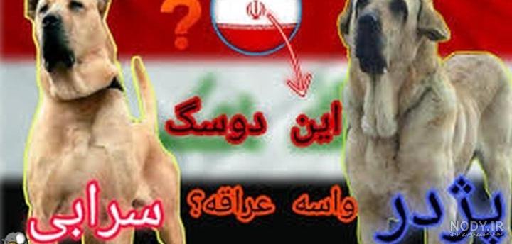 عکس فیلم سگ سرابی