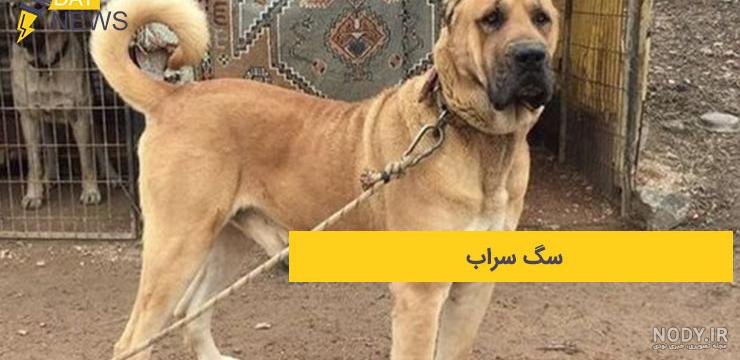 فیلم جنگ سگ سرابی با سگ پژدر عراقی 2023
