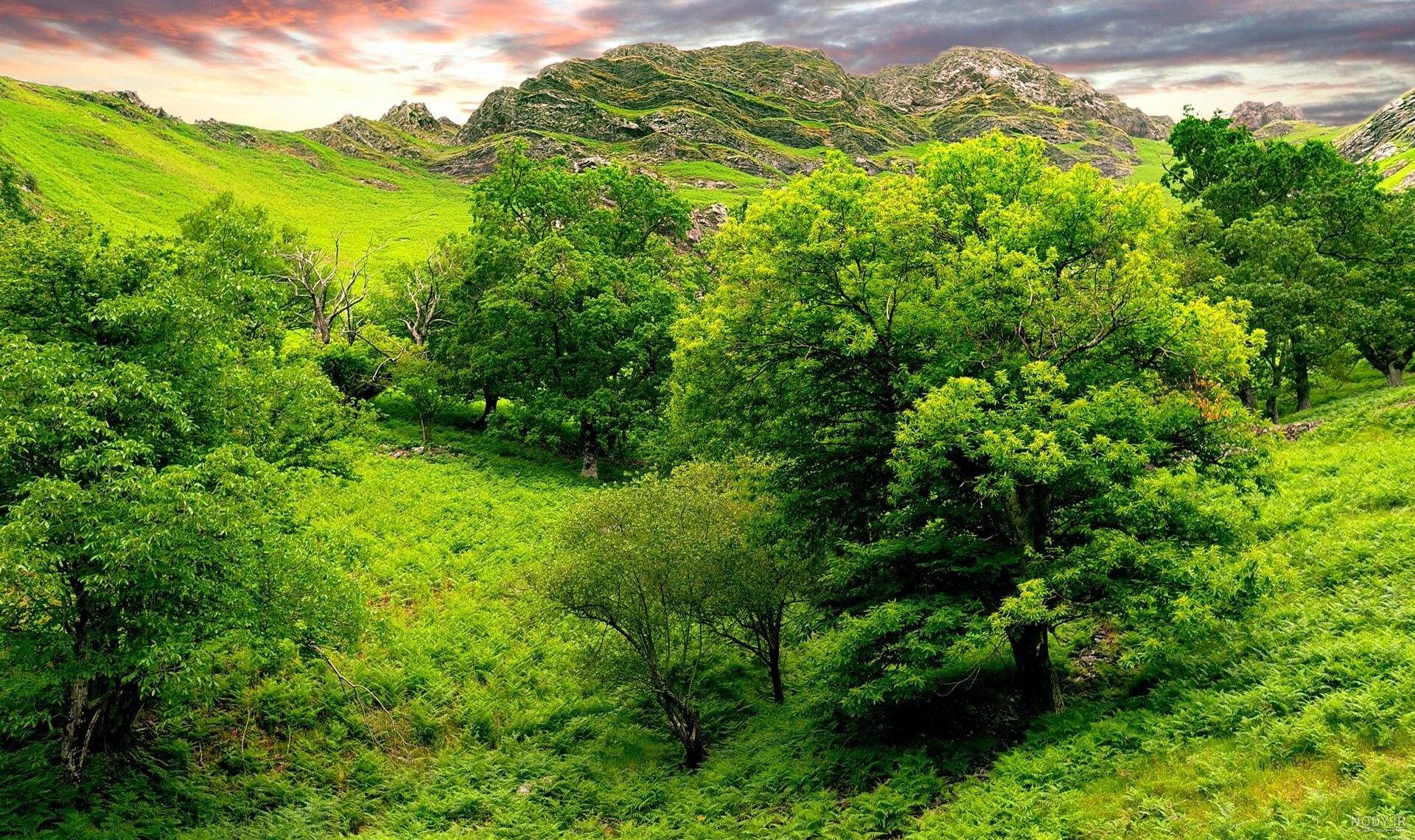 عکس سبزه طبیعت