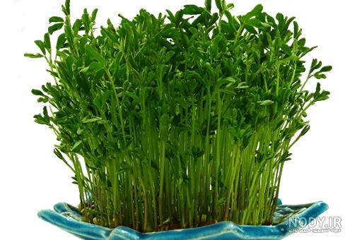 عکس از سبزه ماش