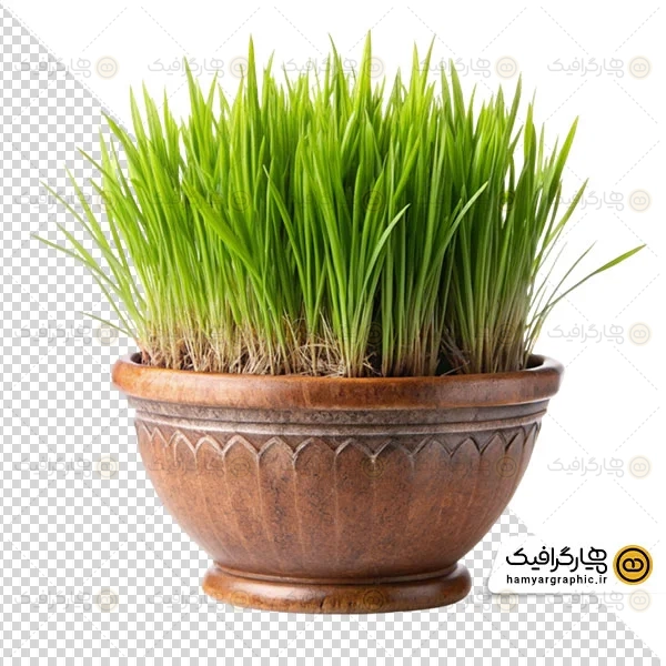 عکس از سبزه ها