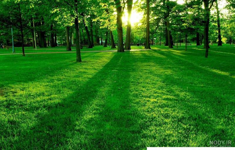 عکس سبزه و طبیعت