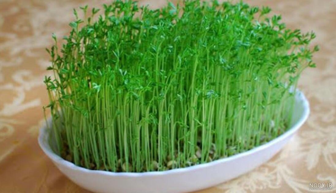 عکس سبزه در هفت سین