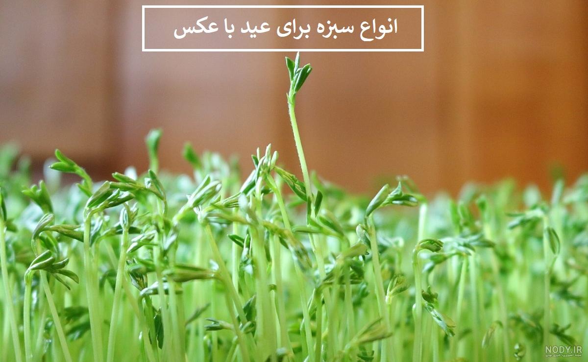مدل سبزه عید نوروز