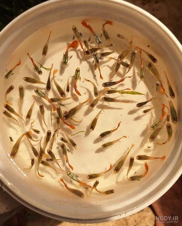 تصاویری از ماهی گوپی (Guppy Fish Pictures) - ماهی زینتی