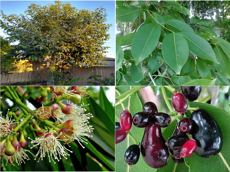 خواص جمبو و ارزش غذایی بالای این میوه